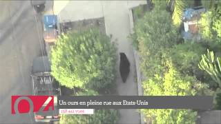 Le Top 5  Un ours dans la ville les chips qui arrêtent une bagarre et encorre [upl. by Annahpos]