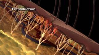 The Phases of Nociceptive Pain [upl. by Marlin]