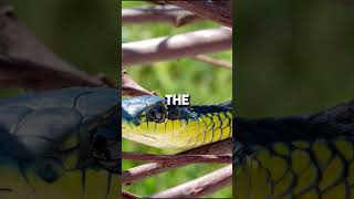 Boomslangs The Terrifying Tree Snake You Never Saw Coming [upl. by Htirehc]