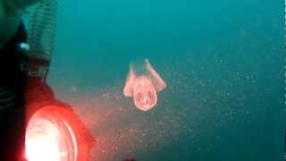 Sea Butterfly Pteropod [upl. by Hiroshi]