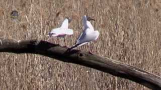 MOUETTE RieuseParadesChroicocephalus ridibundus  BRUITX [upl. by Ennayhs]