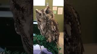 Eastern Screech owl [upl. by Maryn]