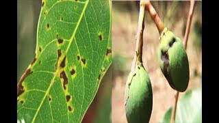 METHOD TO TREAT BACTERIAL BLACK SPOT DISEASE OF MANGO Xanthomonas campestris  PART 2 [upl. by Cohbath]