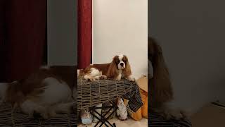 Cavalier King Charles spaniel puppies available in delhi call 7217811298 [upl. by Shirline756]