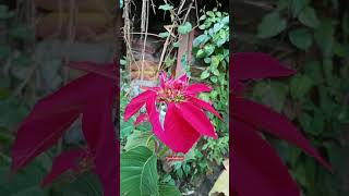 fireball poinsettia [upl. by Lianne]