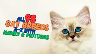 All Cat Breeds In The World  Az Cat Breeds With Names amp Pictures  All Cat Breeds PKvetcare [upl. by Len]