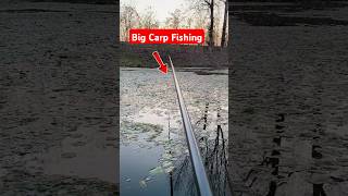 Carp Fishing with a Giant Hook – Watch the Big Catch fishing [upl. by Aihsekin]