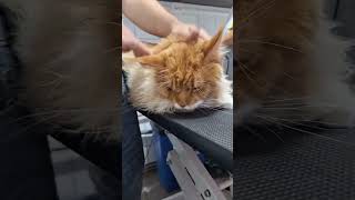 How To Navigate A Maine Coons Entangled Fur 🦁 [upl. by Weinstein39]