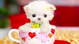 Rolly Teacup Pomeranian Full Grown video [upl. by Einafets892]