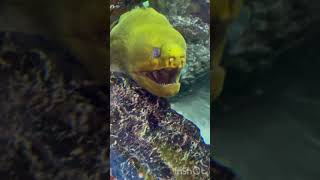 Green Moray Eel  St Pete Beach FL  Tanked Fish Tank  Frankie the Eel Rumfish short shorts [upl. by Nodnelg]