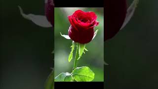 Phool Gulab Ka [upl. by Hung]