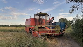 ŻNIWA 2020 🌾 czyli dronningborg w akcji 🚜 kosimy pszeżyto [upl. by Scarito]