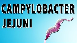 Campylobacter Mechanism and Side Effects [upl. by Drida]