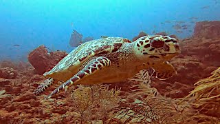 Hawksbill Sea Turtle Flower Garden West Palm Beach [upl. by Gardal53]