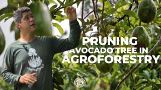 The correct way to prune your agroforestry [upl. by Anayad158]