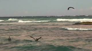 PELICANOS PESCANDO [upl. by Aved]