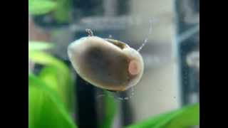 Closeup Nerite Snail cleans glass [upl. by Reivilo]