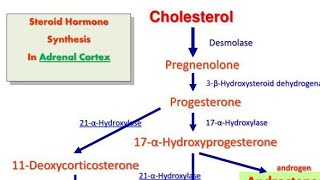 Biosynthesis of steroids hormone in Hindi Notes for msc Zoology [upl. by Euqinomahs]