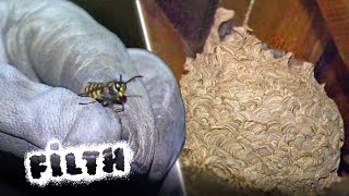 How to Safely Destroy a Giant Wasp Nest [upl. by Montague822]