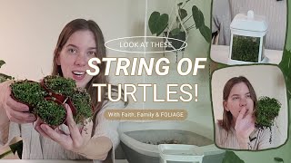 Look at these String of Turtles Peperomia Prostrata propagations [upl. by Nivlen]