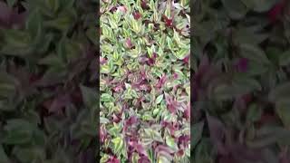 Tradescantia Zebrina Zebrinha Vamos Apreciar um Tapete de Zebrinha Bora lá [upl. by Yarehs]