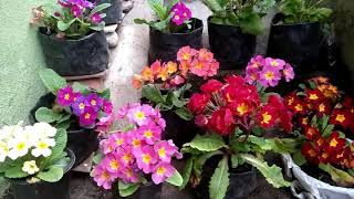 how to grow primrose  primrose flowering time  primroses  How do you care for a Primula plant [upl. by Zarger]