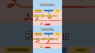 Skeletal muscle contraction  Skeletal muscle contraction physiology  Contraction and relaxation [upl. by Auqenes94]