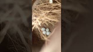 Finch bird  finch ka eggs say check aaygay ha [upl. by Jaymee136]