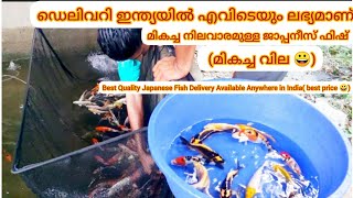 koi carp fish  koi carp caring malayalam  review and details  koi fish  carp fish  purchase [upl. by Barmen]