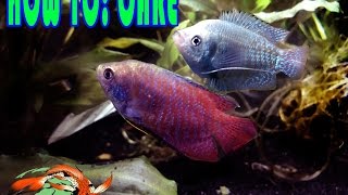 HOW TO CARE DWARF GOURAMI [upl. by Tace]