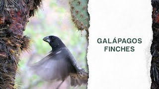 The Galápagos Finches and How Evolution Is Occurring Even Today [upl. by Nev]