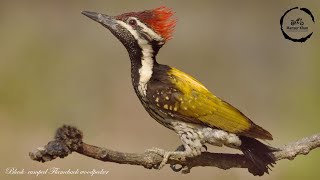 Black rumped Flameback woodpecker  Flameback Woodpecker  Black Rumped Woodpecker [upl. by Trinetta585]