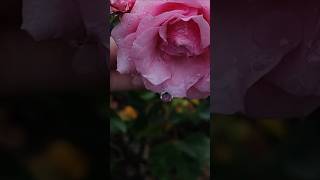 Big raindrops amp beautiful rose 🩵🌹in my garden mygarden rose naturelovers [upl. by Lindi129]