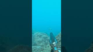 Orata in bassofondo 🌊 pescasub pescasubmarina spearfishing dorade orata [upl. by Fransis268]