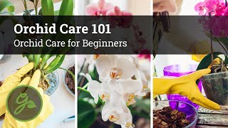 Orchid Care 101  Orchid Care for Beginners [upl. by Aicylla264]