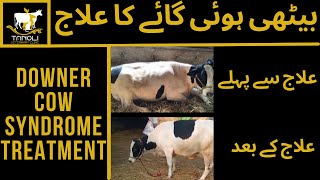 Downer Cow Syndrome Treatmentll بیٹھی ہوئی گائے کا علاج Animal Cured Success With Drs Dedication [upl. by Onateyac]