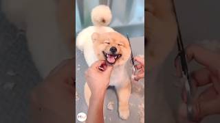 Cute Pomeranian Haircut pomeranian pomeraniangrooming  Pet Grooming TV [upl. by Row]