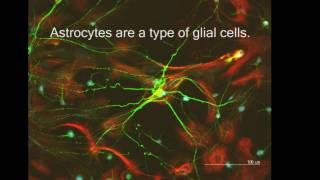 Neurons and Astrocytes The Plot Thickens [upl. by Ahdar]