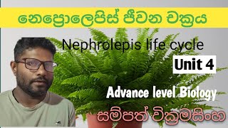 නෙප්‍රොලෙපිස් ජීවන චක්‍රය Nephrolepis life cycle advancedlevelsinhala unit4 [upl. by Nyrraf677]