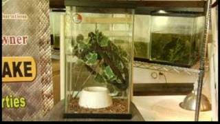 Caring for Frogs amp Reptiles  Green Tree Frog [upl. by Thatch]