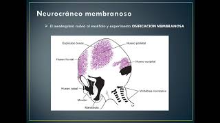 Esqueleto axial y sus consideraciones clínicas [upl. by Ahar782]