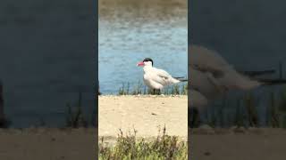 Caspian Tern at San Elijo Lagoon [upl. by Annhoj]