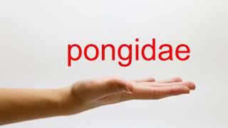 How to Pronounce pongidae  American English [upl. by Riva]