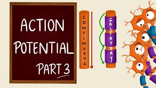 Conduction of nerve impulse  Action Potential Propagation  Saltatory Conduction  Nerve Physiology [upl. by Gnus]