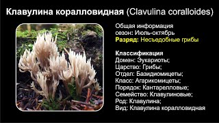 Клавулина коралловидная Clavulina coralloides [upl. by Sherlocke]