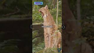 ¡El caracal caza con gran precisión facebook instagram funnyvideo fun funnyshorts [upl. by Yremrej814]