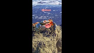 Granchio blu vs Favollo 2 🦀 [upl. by Axe]