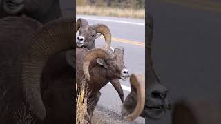 Big Horn Rams Butting Heads  Colorado Wildlife [upl. by Erapsag]