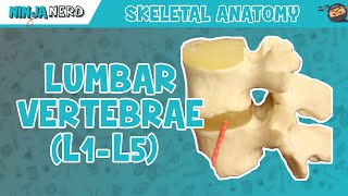 Lumbar Vertebrae L1L5 Anatomy [upl. by Eads]