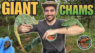 GIANT CHAMELEONS FOUND IN MADAGASCAR Parsons Chameleons  MADAGASCAR EXPEDITION EPISODE 3 [upl. by Yrrep257]